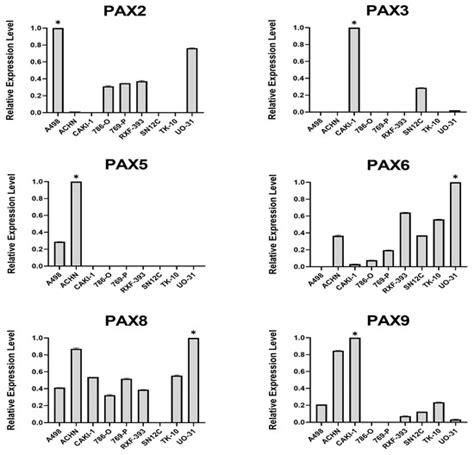 IJMS Free Full Text Co Expression Of Multiple PAX Genes In Renal