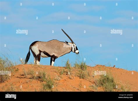 A Gemsbok Antelope Oryx Gazella On A Red Sand Dune Kalahari Desert