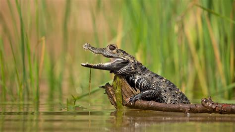 teeth, crocodile, alligator, 1080P, animals, open, dwarf, cute, baby HD Wallpaper