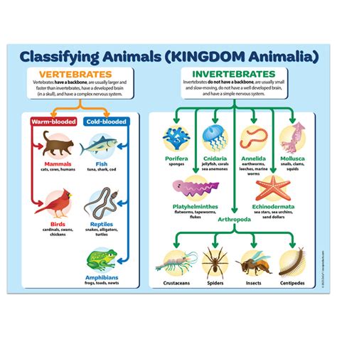 Invertebrates Classification Chart