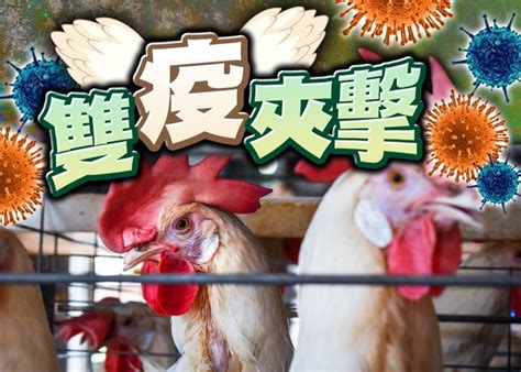 印度30地區爆h5n1及h5n8禽流感 港停進口禽類產品｜即時新聞｜港澳｜oncc東網