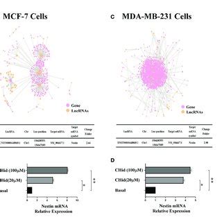 LncRNA ENST869 Promotes The Expression Of Nestin MRNA The Potential