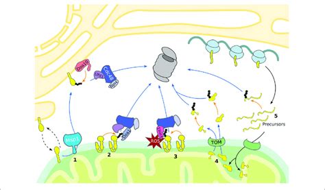 UPS Dependent Turnover Of Mitochondrial Proteins The Cytosolic UPS