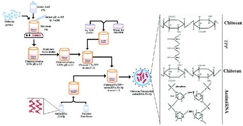 Schematic Preparation And Chitosan Nanoparticle Antimirna Formation By