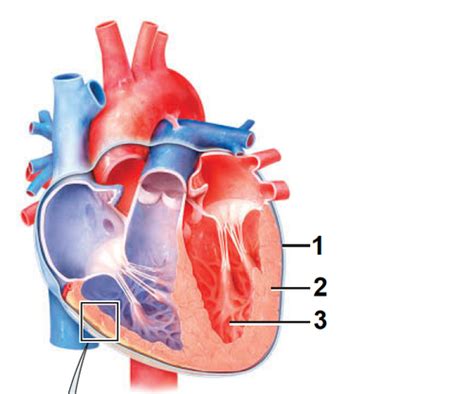 Heart Structures Flashcards Quizlet