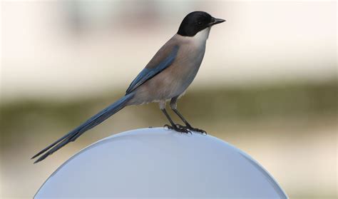 Mandy West Wildlife Photography Algarve Birds