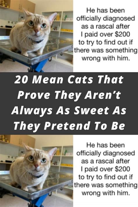 20 Mean Cats That Prove They Aren’t Always As Sweet As They Pretend To Be | Mean cat, Cats, Pretend