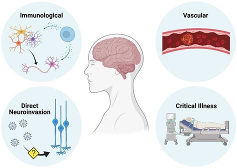 Frontiers Refueling The Post Covid Brain Potential Role Of