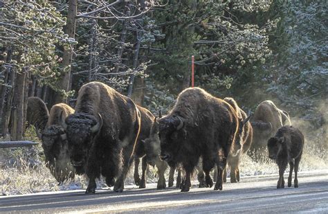 Photo: Bison Rule the Road at Yellowstone