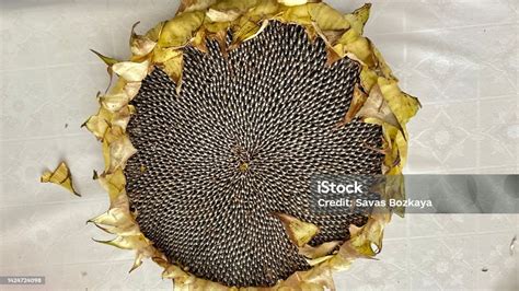 Sunflower Seeds Stock Photo - Download Image Now - Agriculture, Backgrounds, Cereal Plant - iStock