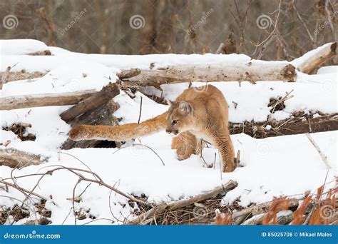 Mountain Lion with Long Tail Stock Photo - Image of lion, long: 85025708