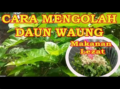 CARA MENGOLAH DAUN WAUNG UNTUK LAUK LEZAT LUAR BIASA YouTube