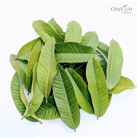 500+ Guava Leaves, Dried Guava Leaves | Ceylon Organic