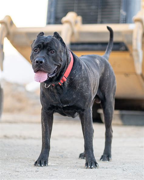 Bane X Bruja Presa Canario Puppy Litter Socalpresa Top Rated Presa