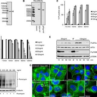 Recombinant Pro Phlyp Pphlyp Reproduces Cytotoxic Effects Observed