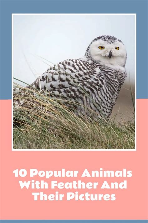 10 Popular Animals With Feather and Their Pictures