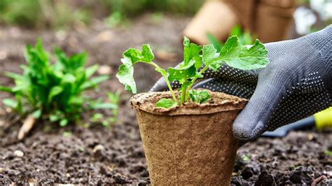 Un Orto In Giardino I Segreti Per Coltivare Piante A Km Zero