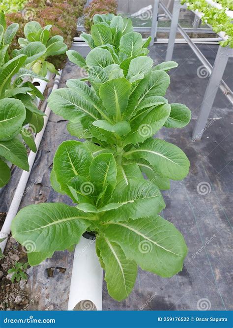 Hydroponic Vegetable Plants Stock Photo Image Of Lactuca Evergreen