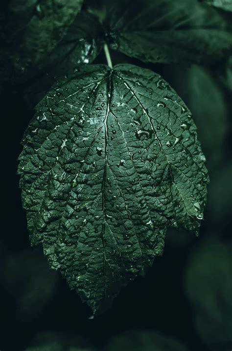 Drops Macro Blur Smooth Close Up Sheet Leaf Hd Phone Wallpaper