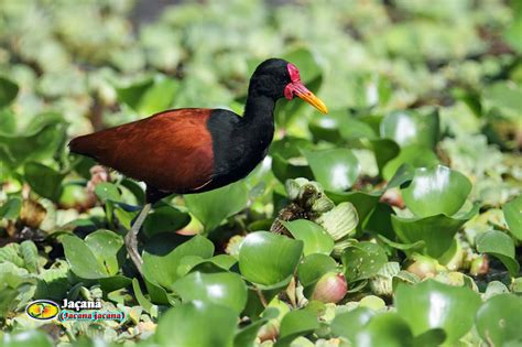 Zoologia Jaçanã Jacana Jacana