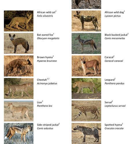 The thirteen carnivore species in the questionnaire based survey. For... | Download Scientific ...