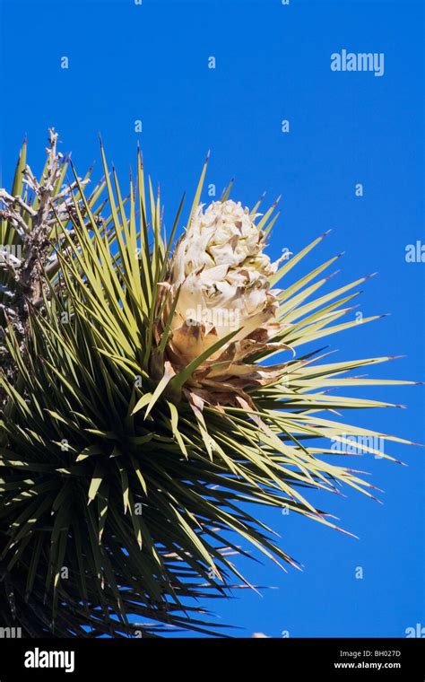 Joshua Tree Yucca Brevifolia Blooming Stock Photo Alamy