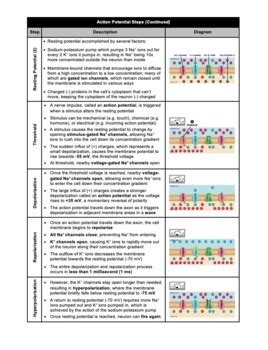 Worksheet Action Potential Polarization Synapses Neurotransmitters