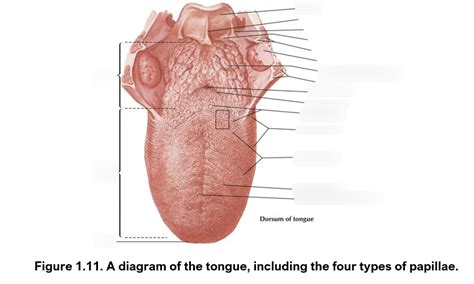 1.11 Diagram of Tongue Diagram | Quizlet