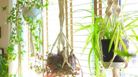 Planting Low-Maintenance Hanging Plants – Slick Garden