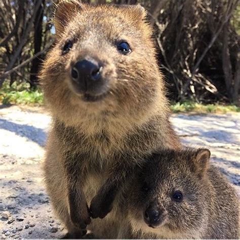 quokka animal aesthetic pets animal quokkas cute animal drawing cute