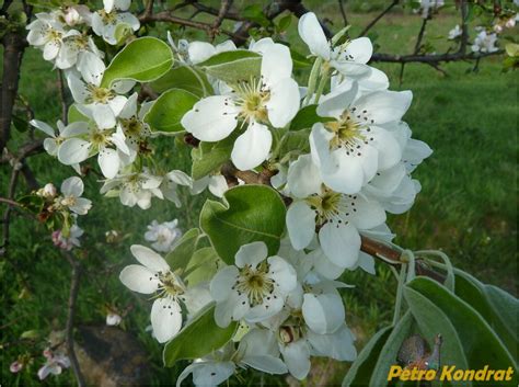 Pyrus pyraster - Изображение особи - Плантариум