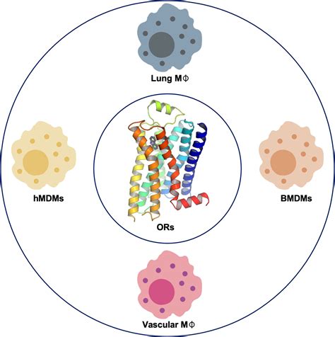 Frontiers Olfactory Receptors In Macrophages And Inflammation