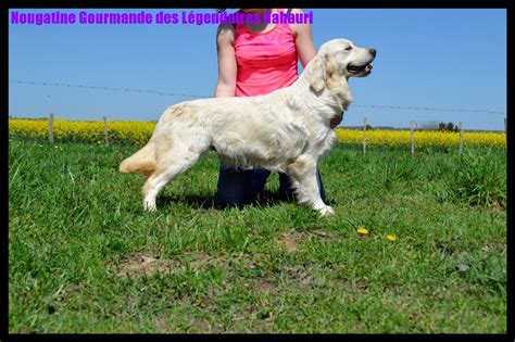 Chien Golden Retriever Nougatine Gourmande Des L Gendaires Nahauri