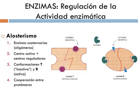 PPT TEMA 5 BIOCATALIZADORES ENZIMAS PowerPoint Presentation Free