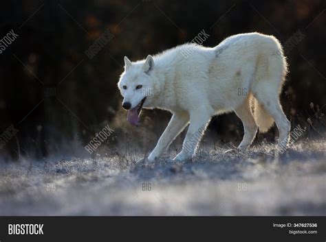 Hudson Bay Wolf Canis Image Photo Free Trial Bigstock