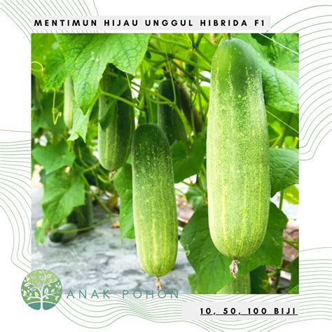 Jual Benih Bibit Biji Mentimun Hijau Timun Hibrida F Timun Rujak