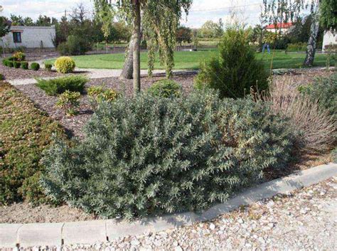 Саженцы облепихи хикул купить в Москве по цене от 1450 рублей