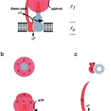 Schematic Diagram Of The Atp Synthase A Side View Of The Atp