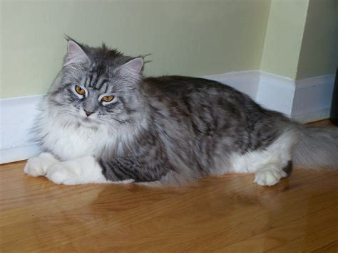 Maine Coon