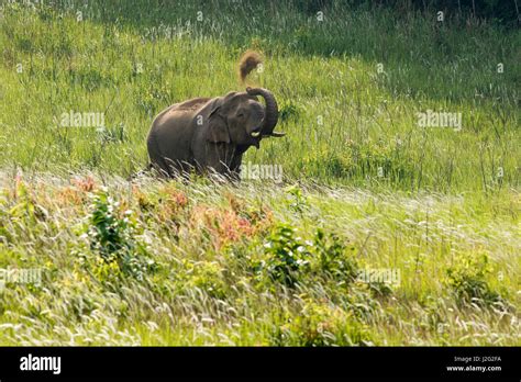 elephant on grassland Stock Photo - Alamy