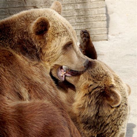 Two Brown Bears Stock Image Image Of Cute Power Dangerous 73798063