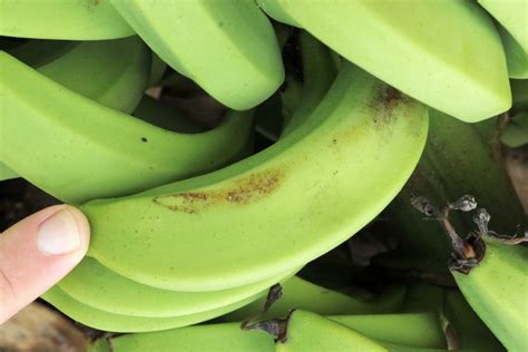 Banana Rust Thrips Better Bananas