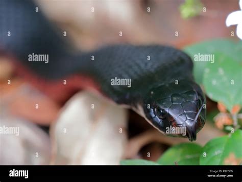 Red Bellied Black Snake Stock Photo Alamy