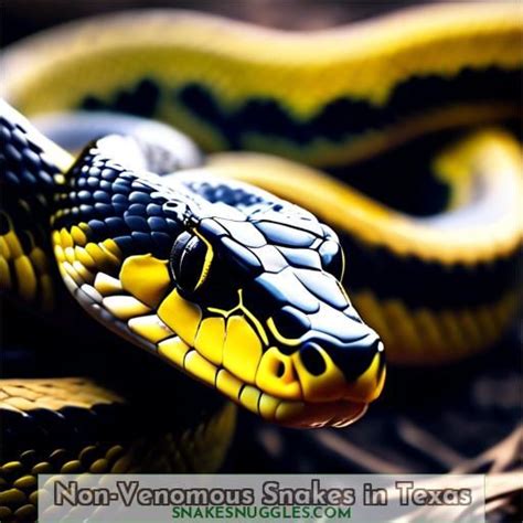 Water Snakes in Texas: Identify Venomous and Non-Venomous Species Safely