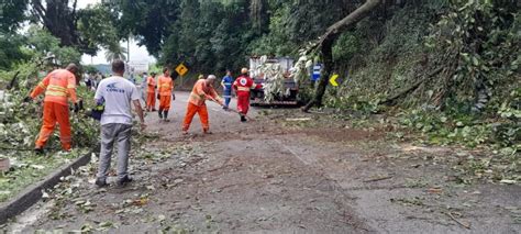 Queda de árvore interdita subida da Serra de Petrópolis Mobilidade Rio