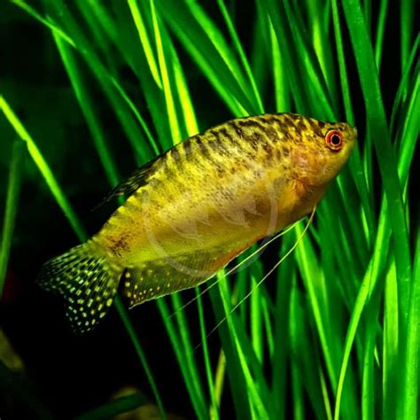 GOURAMI GOLD Trichopodus Trichopterus Aquatics Unlimited