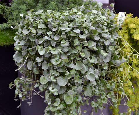 Dichondra Silver Falls 125mm Pot Dawsons Garden World