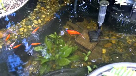 Shubunkin Goldfish Pond Youtube