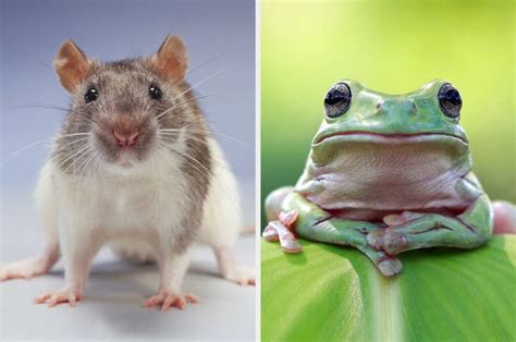 Are These Famous People More Like A Rat Or A Frog?