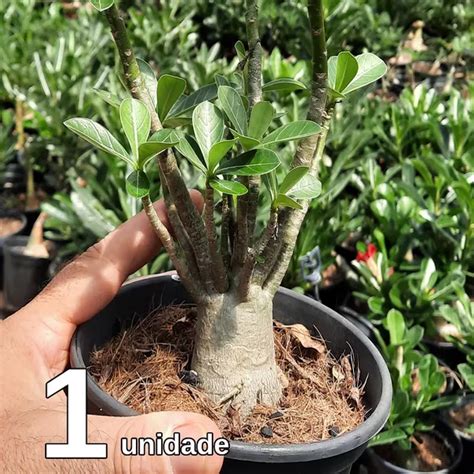 Rosa Do Deserto Adenium Obesum De A Meses Cores Sortidas